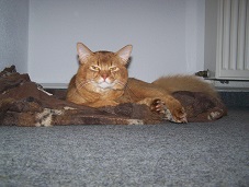 zum Vergrößern bitte anklicken