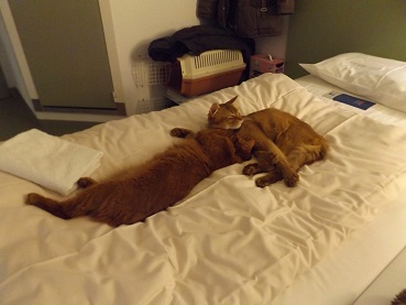 zum Vergrößern bitte anklicken