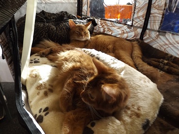 zum Vergrößern bitte anklicken