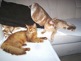 ist auf der Couch