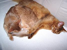 Kuscheln