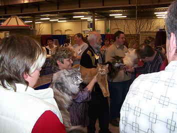 Nefer beim Stechen - Schönster männlicher Kater halblanges Fell