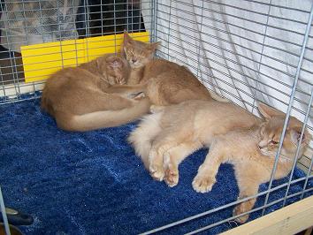 zum Vergrößern bitte anklicken