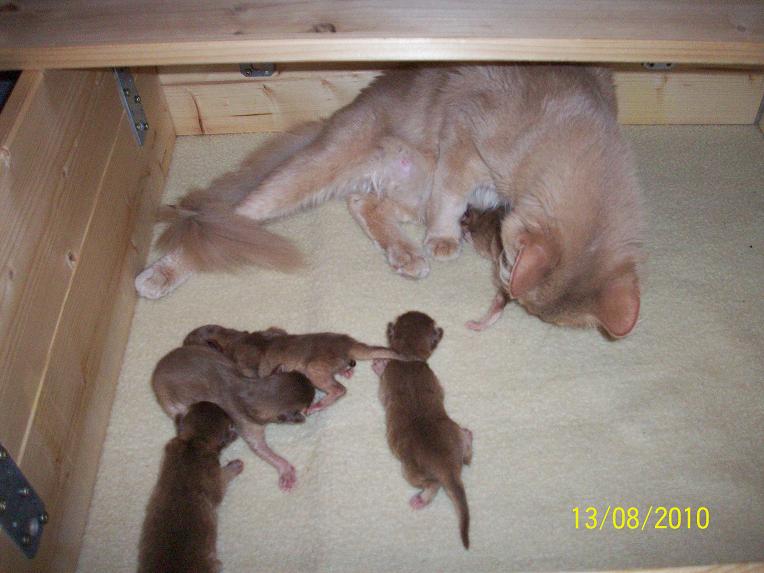 wir haben Kitten!