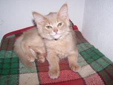 Karlos von Diajo