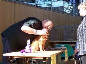 Ohren werden kontrolliert