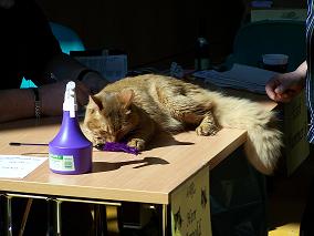 Spielzeug beim Richter